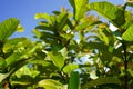 Guava Leaves Against Blue Sky Royalty Free Stock Photo