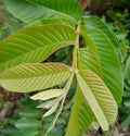 Guava leaves that contain many benefits