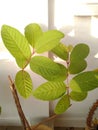 Guava leaves are green outside the house and there are many benefits for Herbalife