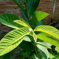 Guava leaves have many benefits Royalty Free Stock Photo