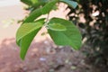 Guava leaves on land.