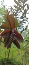 guava leaves are reddish purple in color