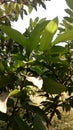 GUAVA LEAVES IN MY GARDEN