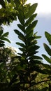 GUAVA LEAVES IN MY GARDEN