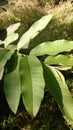 GUAVA LEAVES IN MY GARDEN