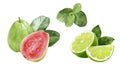 Guava lime mint composition watercolor illustration isolated on white background