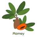 Mamey Fruit. Vector Illustration EPS. Royalty Free Stock Photo