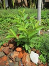 The guava plant that grows on its own looks healthy and the leaves are green