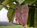 Guava Plant Leaf