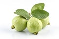 Guava (Psidium guajava Linn.)