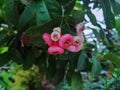 Guava rose alias kraton guava is a member of the guava tribe or Myrtaceae originating from Southeast Asia