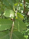 Guava ,Scientific name: Psidium guajava