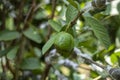 A Guava and some green leaves hanging on a tree, and a background blur Royalty Free Stock Photo