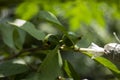 A Guava and some green leaves hanging on a tree, and a background blur Royalty Free Stock Photo