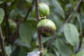 A Guava and some green leaves hanging on a tree, and a background blur Royalty Free Stock Photo