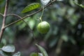 A Guava and some green leaves hanging on a tree, and a background blur Royalty Free Stock Photo