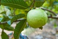 Guava on tree