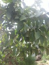 A guava tree Royalty Free Stock Photo