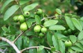 Guava Tree Background