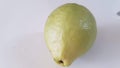 Guava tree fruit fresh origin indonesia plant Royalty Free Stock Photo