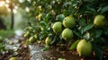 Guava on tree