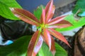 Guava tree with green leaves. The name of the plant is Psidium guajava.