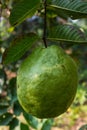 Guava tree, guave fruit Royalty Free Stock Photo