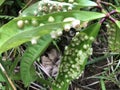 Leaf Galls Disease Infected