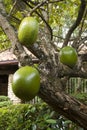 Guava tree with juicy fruits