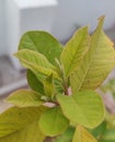 A Guava tree light brown leaf Royalty Free Stock Photo
