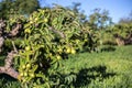 Guava Tree Plant