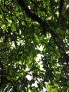 The guava tree is very dense and the leaves are green