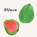 Guava tropical fruit watercolor illustration set. Painterly watercolor texture and ink drawing elements. Hand drawn and hand