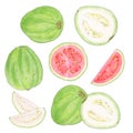 Guava. Watercolor illustration