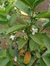 These are guavas growing on guava tree