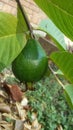 Guavas growing healthy organic gardens
