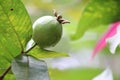 Guavas for helthy food