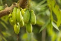 Guavas on tree