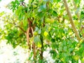 Guavas On Tree