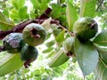 Guavas a tropical fruit in india Royalty Free Stock Photo