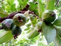 Guavas a tropical fruit in india