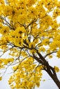 Guayacan or Handroanthus chrysanthus tree Royalty Free Stock Photo