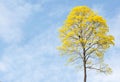 Guayacan Trumpet Tree Royalty Free Stock Photo