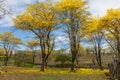 Guayacanes trees during the flowering season. Province of Loja, Mangahurco Royalty Free Stock Photo