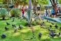 Seminario Park playing iguanas Guayaquil Ecuador landmark Royalty Free Stock Photo