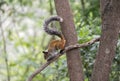 Guayaquil Squirrel Royalty Free Stock Photo