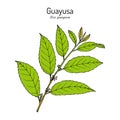 Guayusa Ilex guayusa , edible and medicinal plant