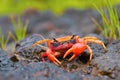 Gubernatoriana thackerayi a newly discovered species of brightly coloured freshwater crabs Satara