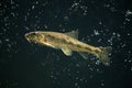 Gudgeon (Gobio gobio) Royalty Free Stock Photo