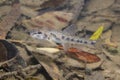 Gudgeon Gobio gobio underwater photography, river habita Royalty Free Stock Photo